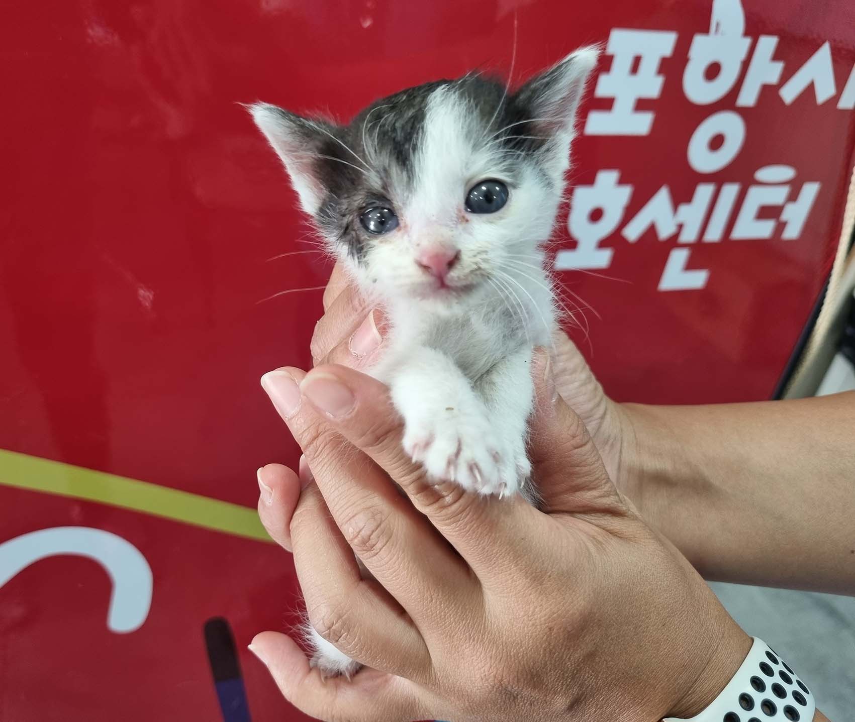 한국 고양이 이미지 파일 입니다.